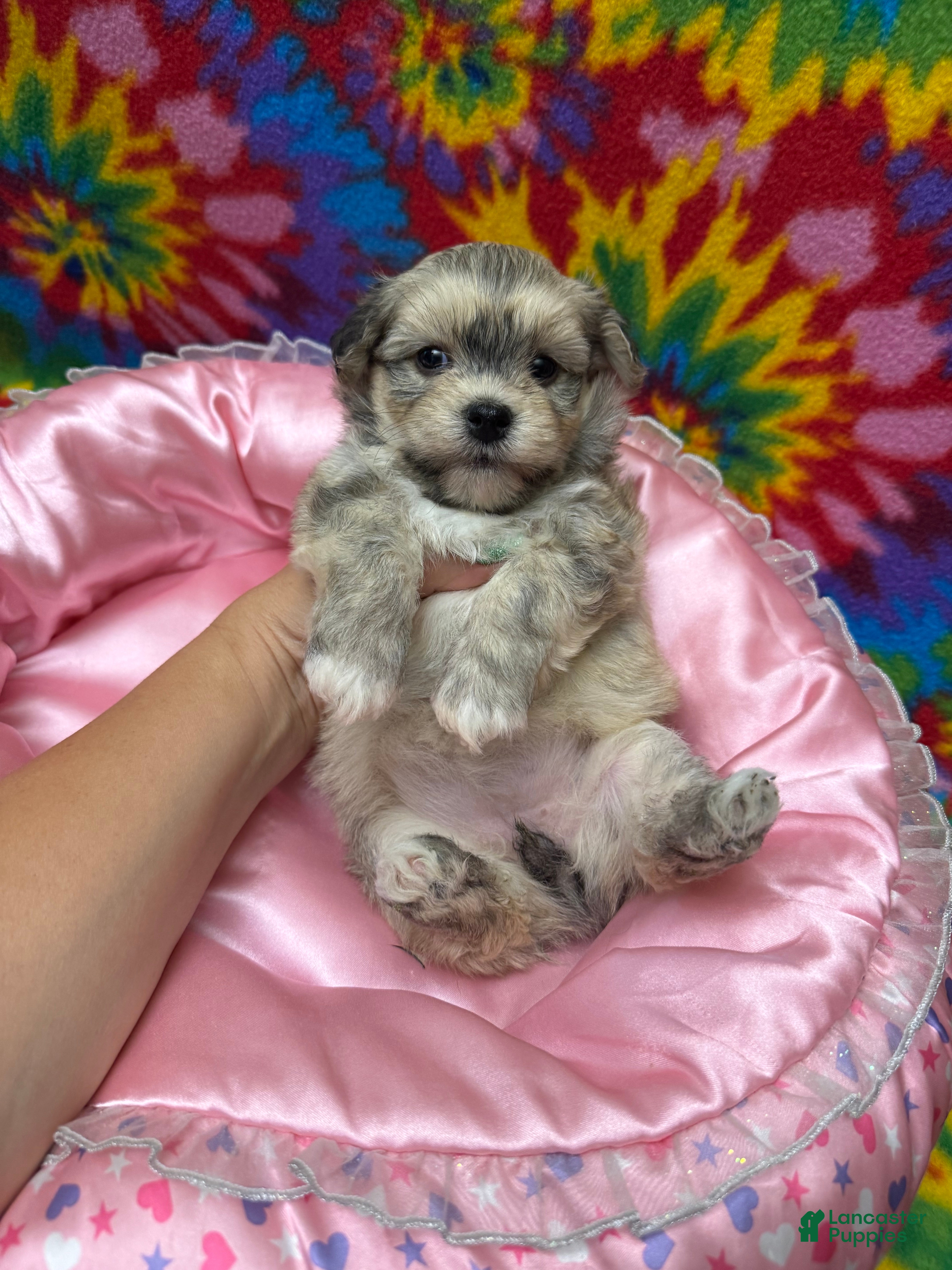 Havanese dogs Suzie - Ad 1
