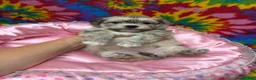 Havanese dogs for sale: Suzie - Ad 1