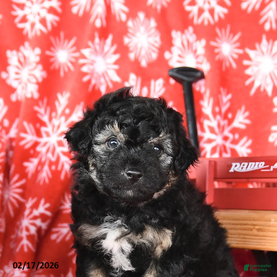 Mixed Breed dogs for sale: Teddy - Ad 4