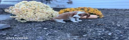 Welsh Springer Spaniel dogs for sale: Luna - Ad 10