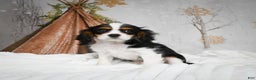 Mixed Breed dogs for sale: Micah - Ad 7