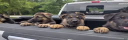 German Shepherd dogs for sale: Amy AKC - Ad 3