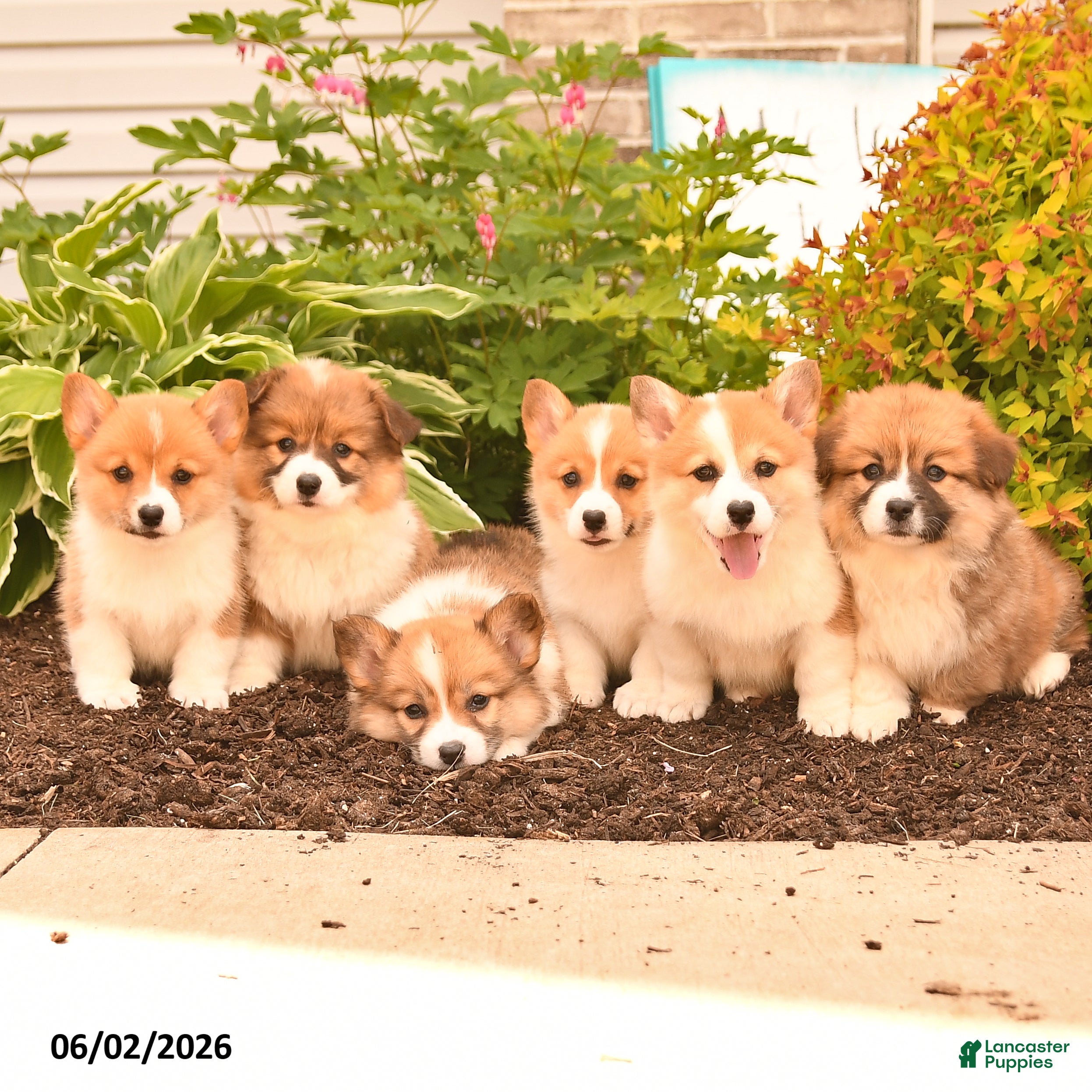 Welsh Corgi Pembroke dogs for sale: Bethany - Ad 5