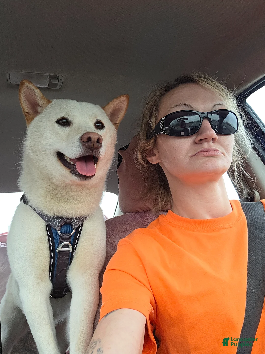 Shiba Inu dogs for stud: First litter - Ad 2