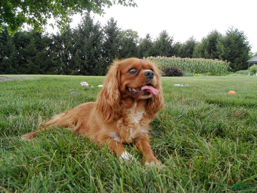 Cavalier King Charles Spaniel dogs Gracie - Ad 2