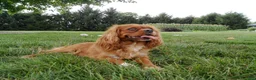 Cavalier King Charles Spaniel dogs for sale: Gracie - Ad 2