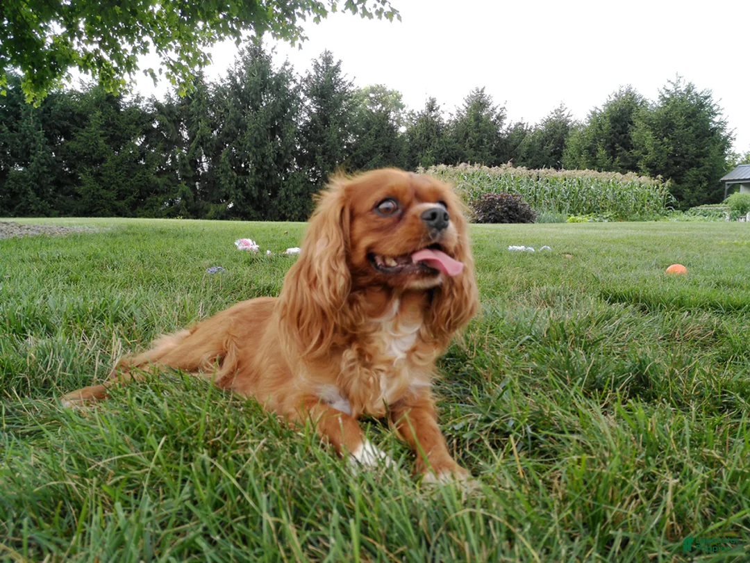 Cavalier King Charles Spaniel dogs for sale: Gracie - Ad 2