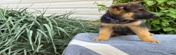 German Shepherd dogs for sale: Gibbs - Ad 5