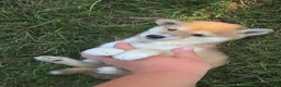 Shiba Inu dogs for sale: Freedom - Ad 8