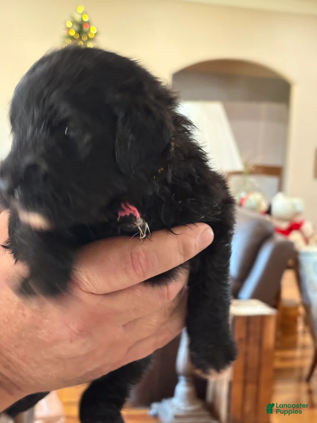 Mixed Breed dogs for sale: female # 2 English Shepherd Doodle - Ad 4