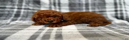 Mini Goldendoodle dogs for sale: Snickers - Ad 6