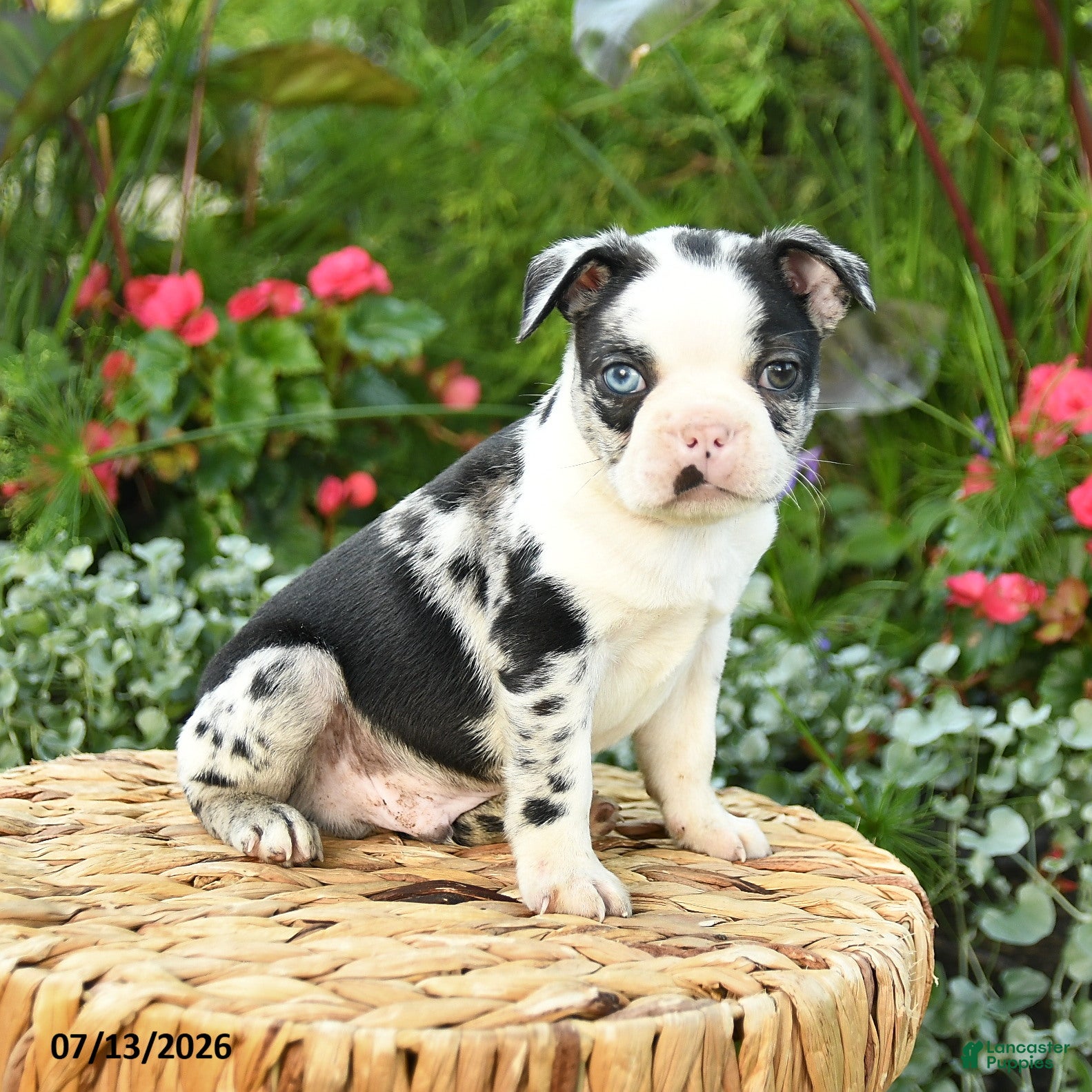 Boston Terrier dogs Archie - Ad 2