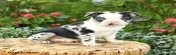 Boston Terrier dogs for sale: Archie - Ad 2
