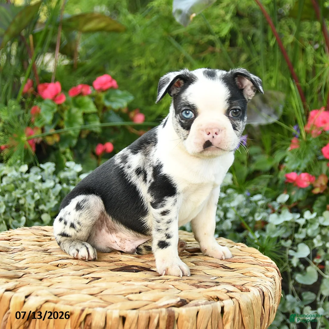 Boston Terrier dogs for sale: Archie - Ad 2