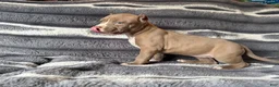 American Bully dogs for sale: Scrabble  - Ad 6