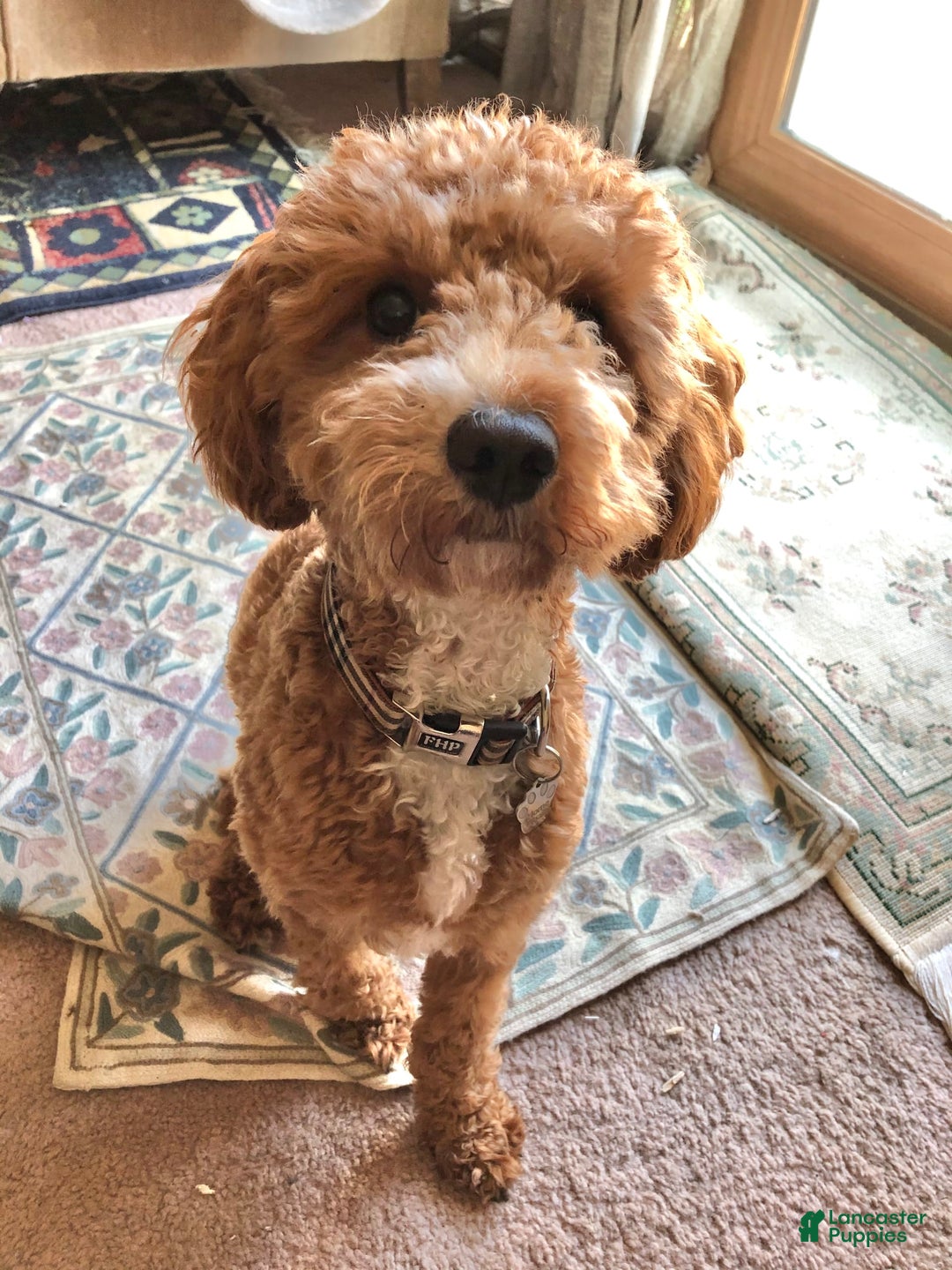 Gallery Image {{count}}