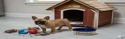French Bulldog dogs for sale: Frankie - Ad 5