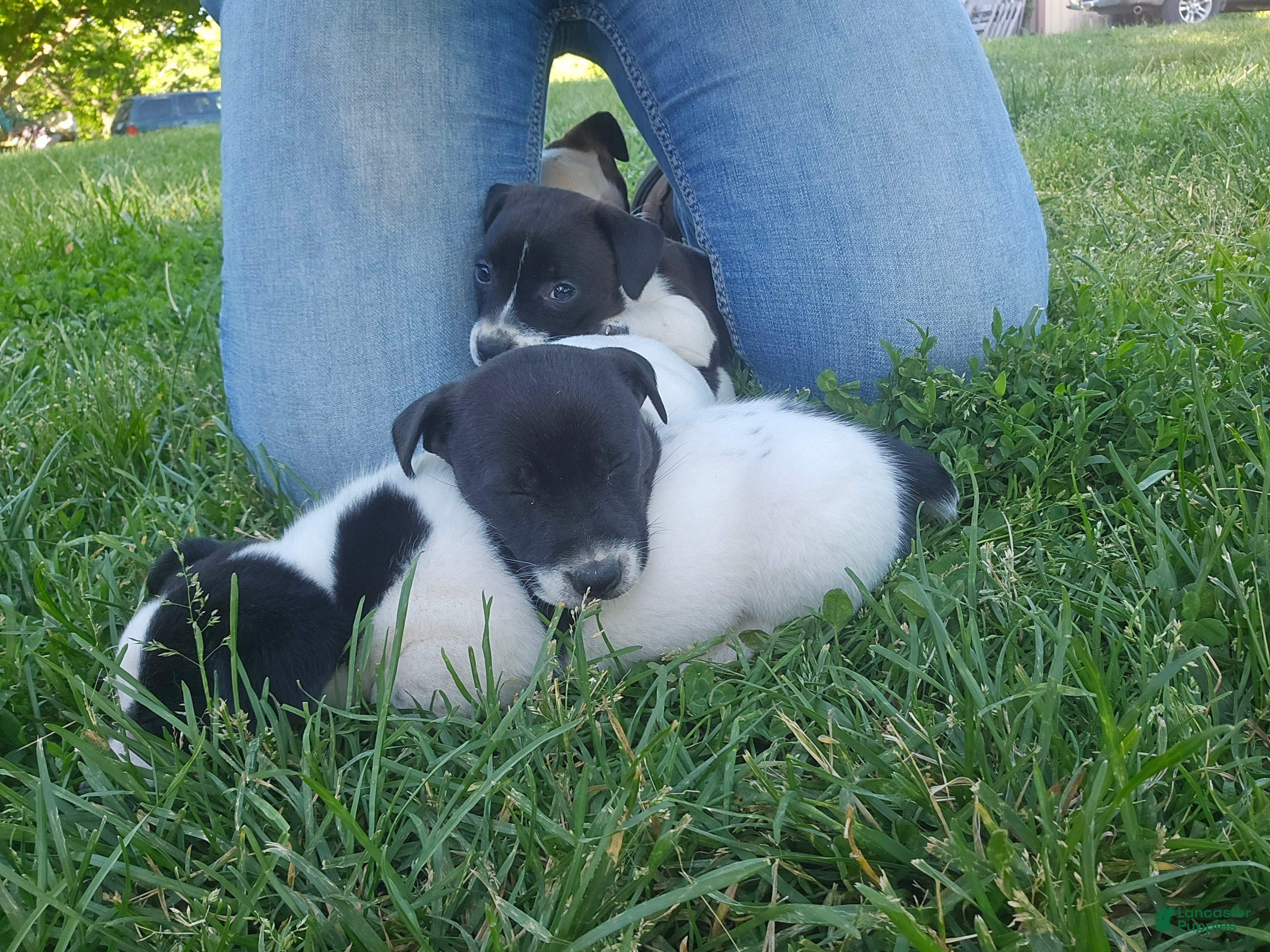 Jack Russell Terrier dogs Star - Ad 32