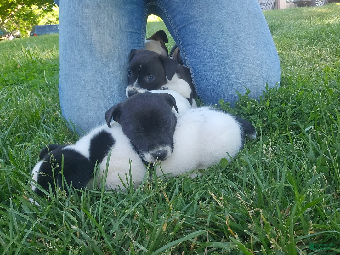 Jack Russell Terrier dogs for sale: Star - Ad 1