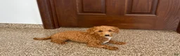 Havapoo dogs for sale: Havapoo Puppy 1 - Ad 2