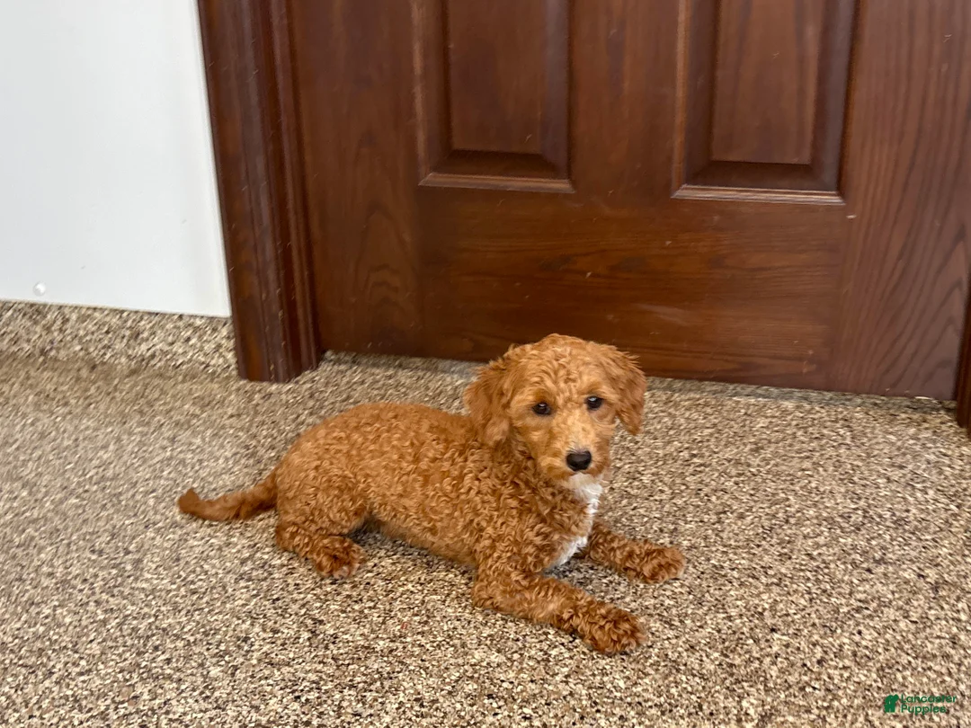 Havapoo dogs for sale: Havapoo Puppy 1 - Ad 2