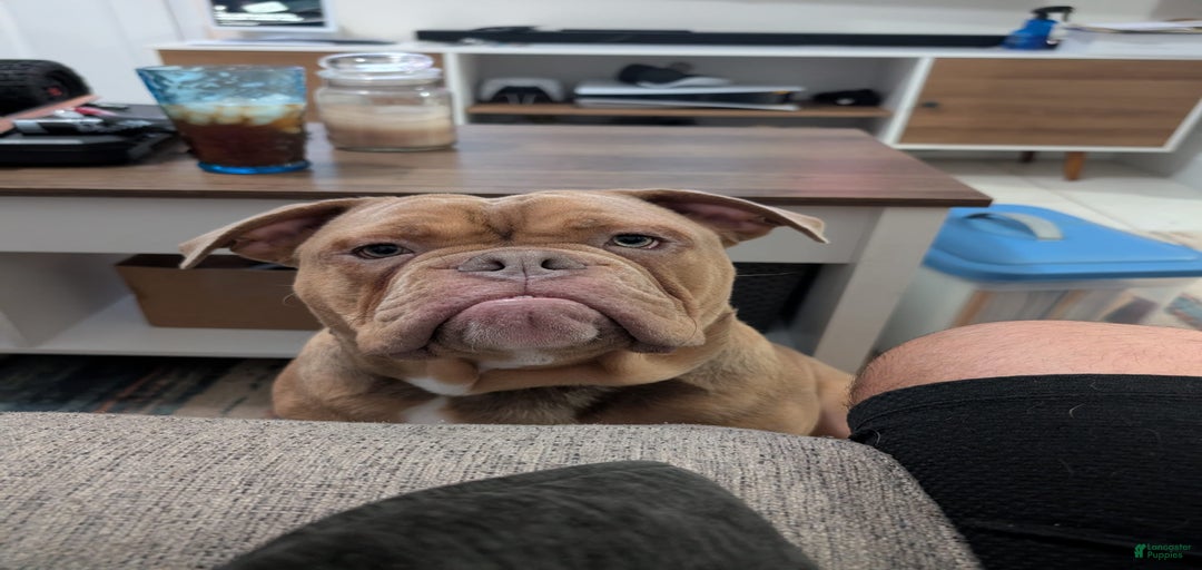 Gallery Image {{count}}