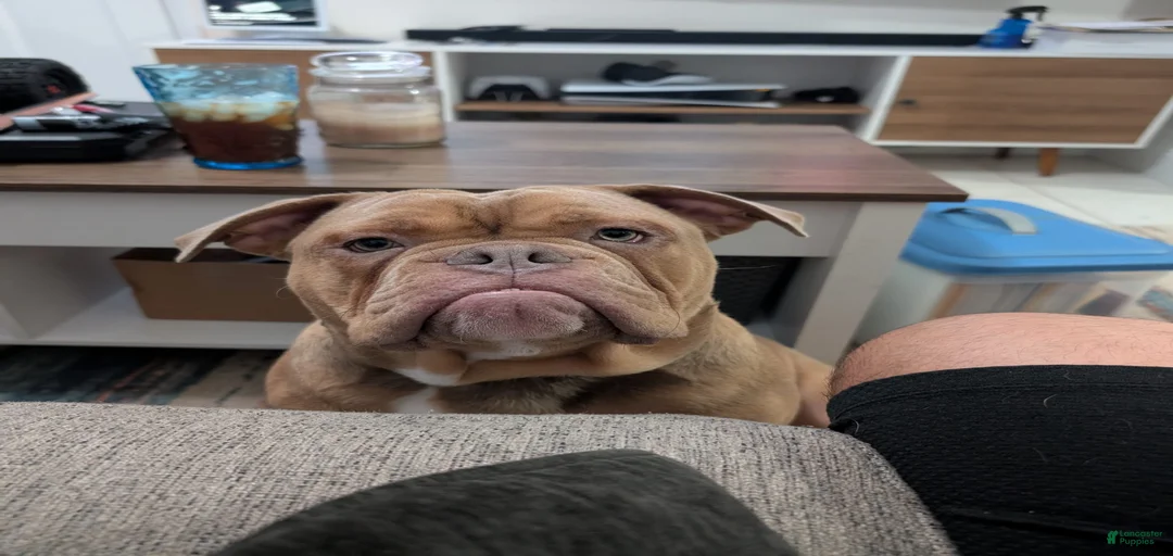 Gallery Image {{count}}