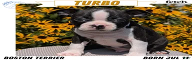 Turbo