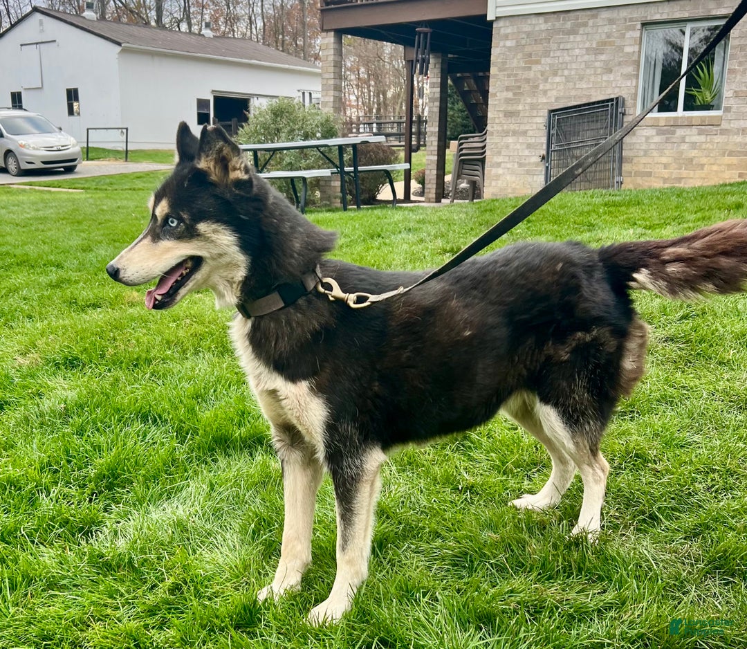 Siberian Husky dogs for sale: Dixie - Ad 1