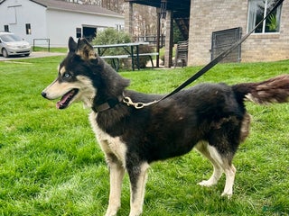 Siberian Husky dogs Dixie - Ad 35