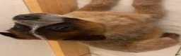 Australian Cattle Dog dogs for sale: Australian Cattle Dog 1 - Ad 3