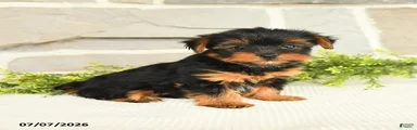 Siesta 