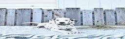Dalmatian dogs for sale: Zephyr - Ad 3