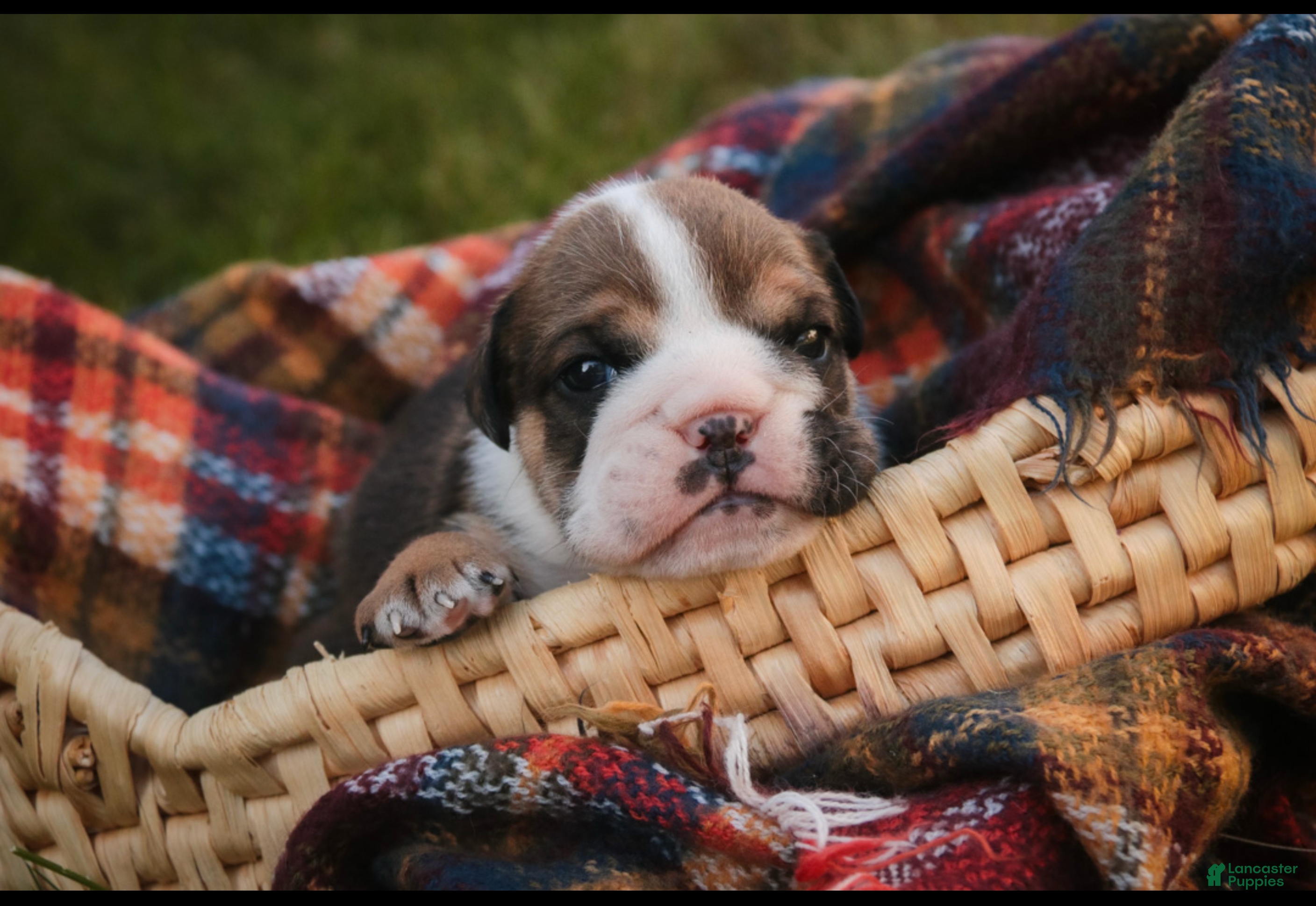 English Bulldog dogs Walter English Bulldog  - Ad 1