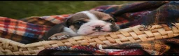 English Bulldog dogs for sale: Walter English Bulldog  - Ad 1