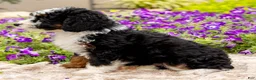Mini Bernedoodle dogs for sale: Daisy - Ad 3