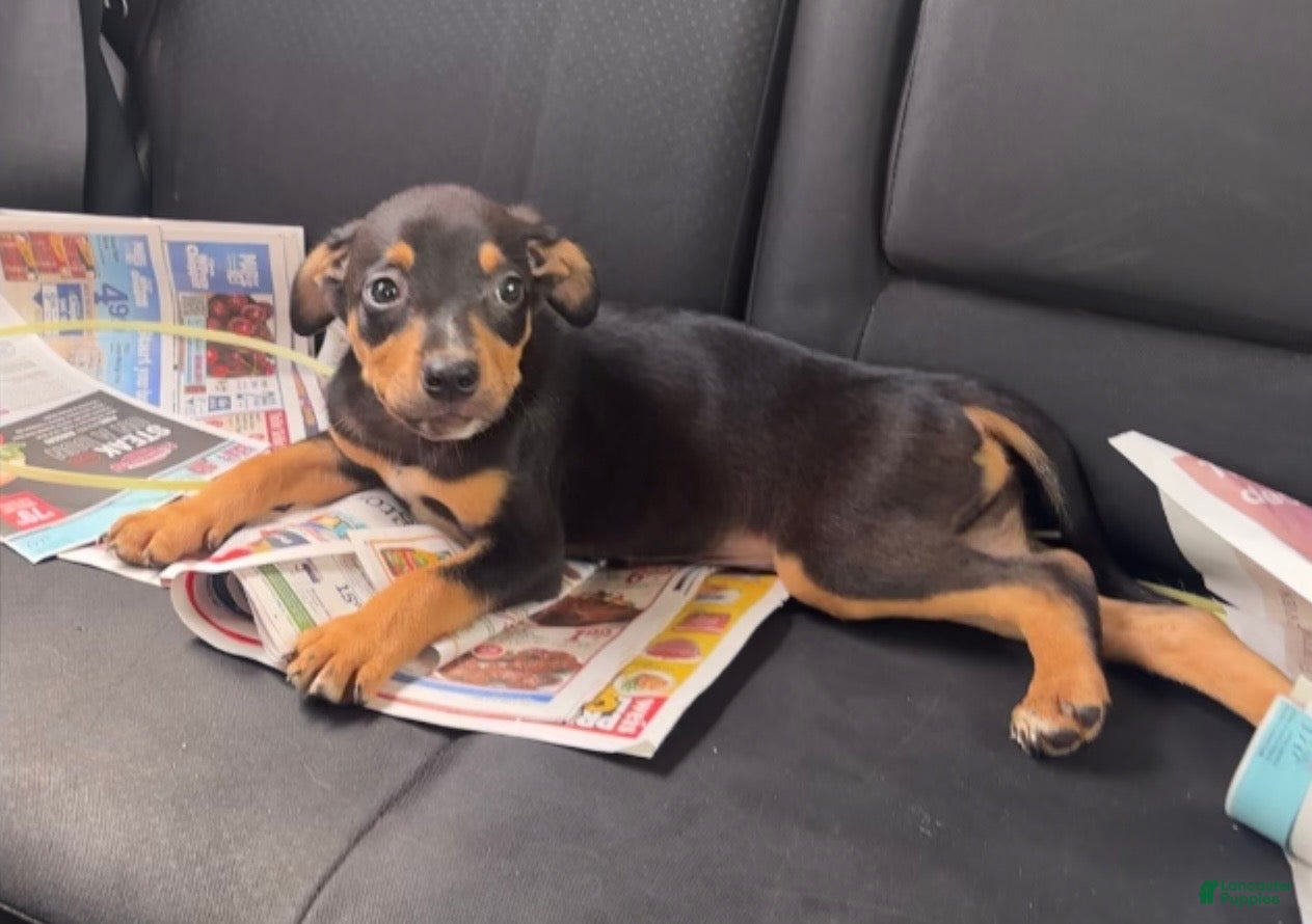 Mixed Breed dogs Max - Ad 2