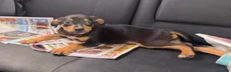 Mixed Breed dogs for sale: Max - Ad 2