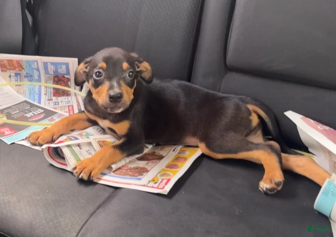 Mixed Breed dogs for sale: Max - Ad 2