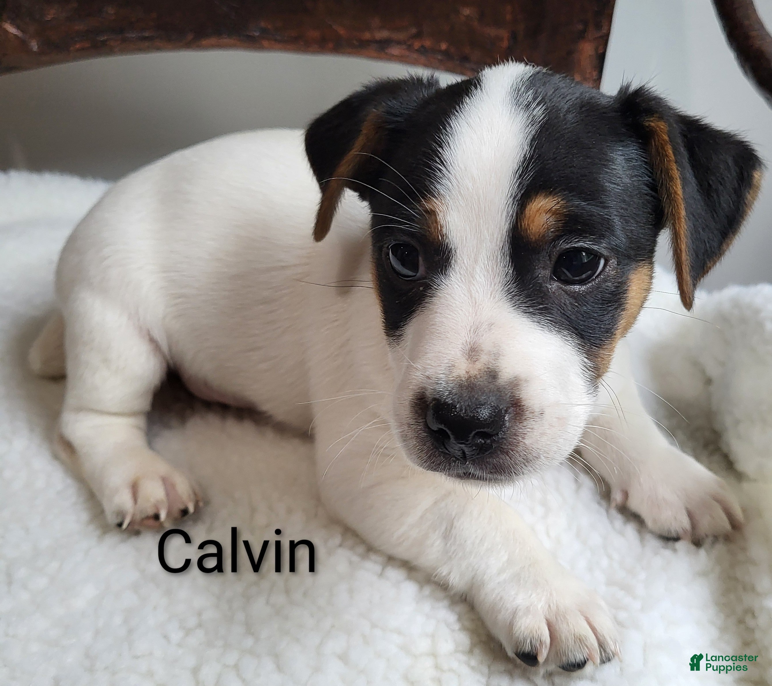 Jack Russell Terrier dogs Jack Russell Terrier 2 - Ad 1