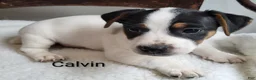 Jack Russell Terrier dogs for sale: Jack Russell Terrier 2 - Ad 1