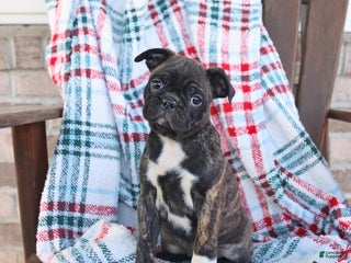 Mixed Breed dogs Jasmine - Ad 37