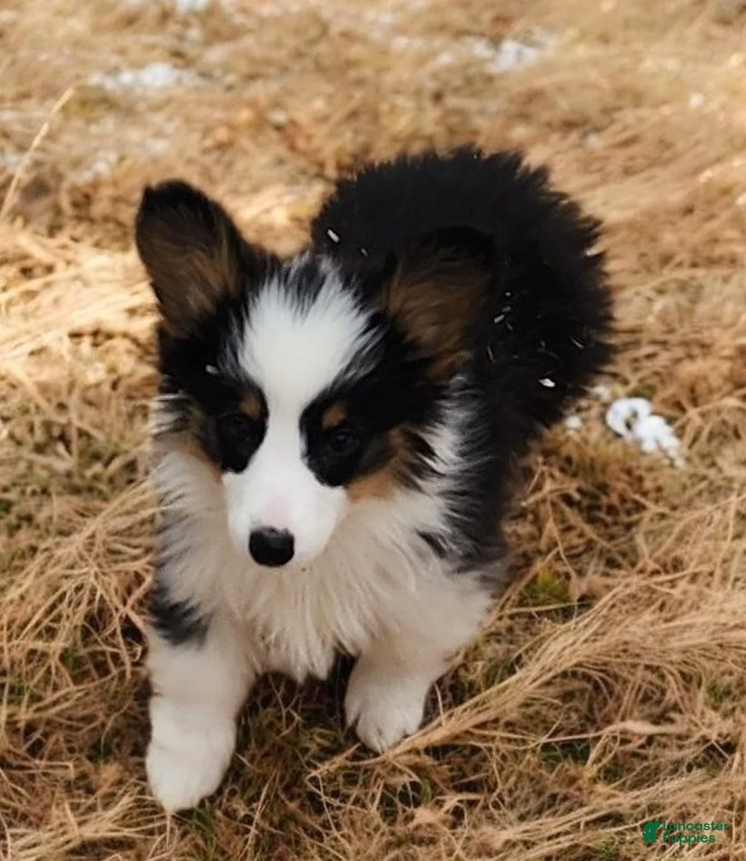 Welsh Corgi Pembroke dogs for sale: Bambi fluffy tri - Ad 18