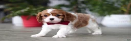 Cavalier King Charles Spaniel dogs for sale: Shawn - Ad 4