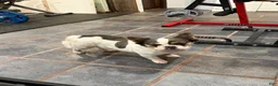 French Bulldog dogs for sale: French Bulldog 1 - Ad 3