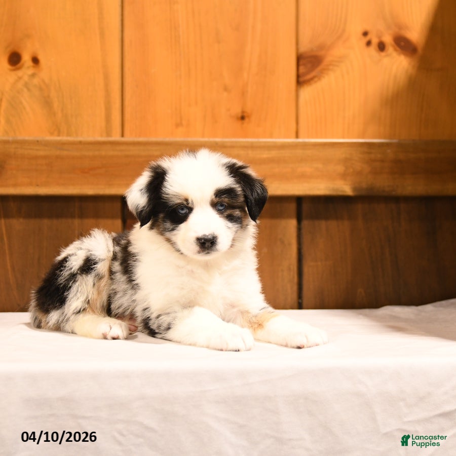 Miniature Australian Shepherd dogs Kela - Ad 2