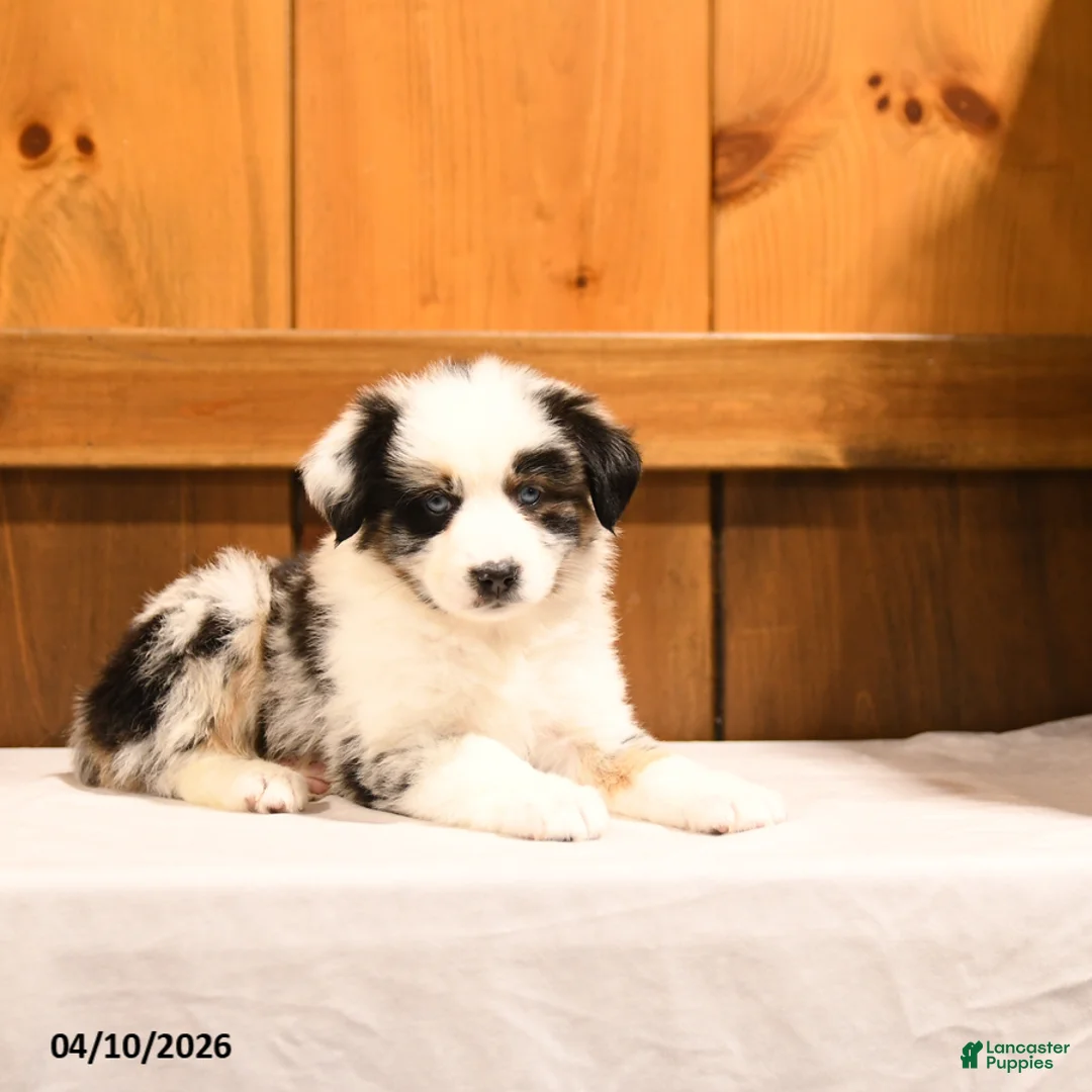 Miniature Australian Shepherd dogs for sale: Kela - Ad 2
