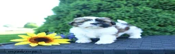 Shih Tzu dogs for sale: Latte - Ad 2