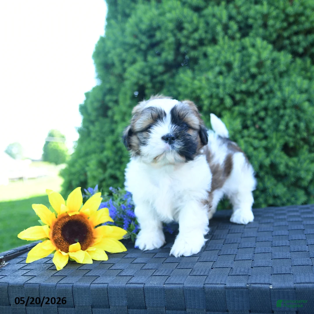 Shih Tzu dogs for sale: Latte - Ad 2