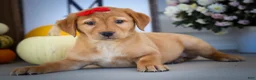 Labrador Retriever dogs for sale: NAOMI - Ad 10
